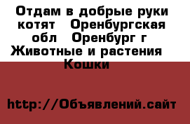 Отдам в добрые руки котят - Оренбургская обл., Оренбург г. Животные и растения » Кошки   